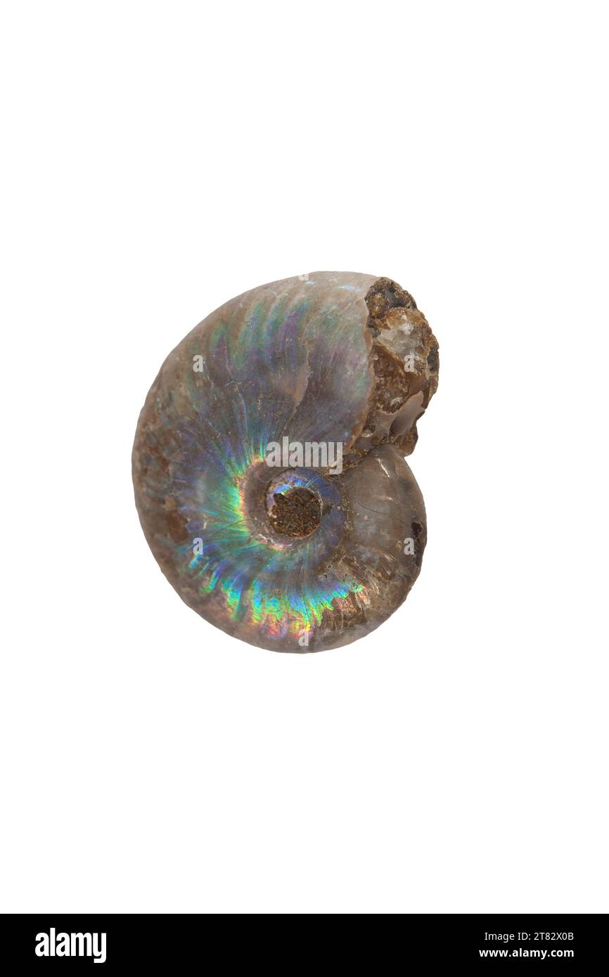 Fossile d'ammonite nacrée. Isolé sur fond blanc Banque D'Images