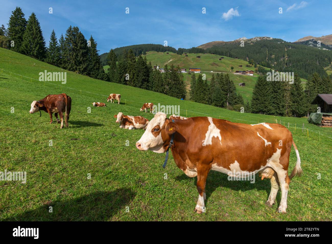 Vaches sur une prairie alpine, Hamlet Gemais, Vallée Tuxertal, Zillertaler Alpes, Tyrol, Autriche Banque D'Images