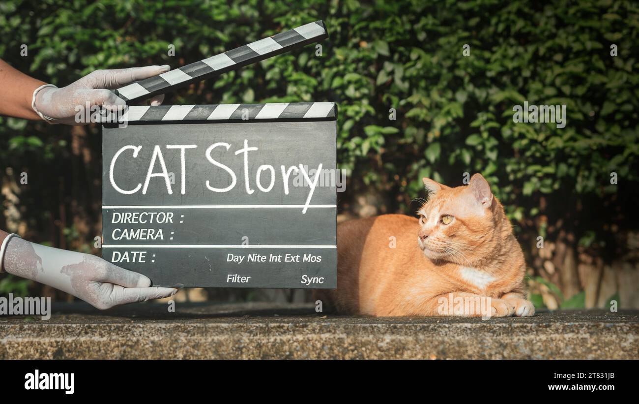 Cat Story, titre du texte sur le tableau Clapper du film Banque D'Images