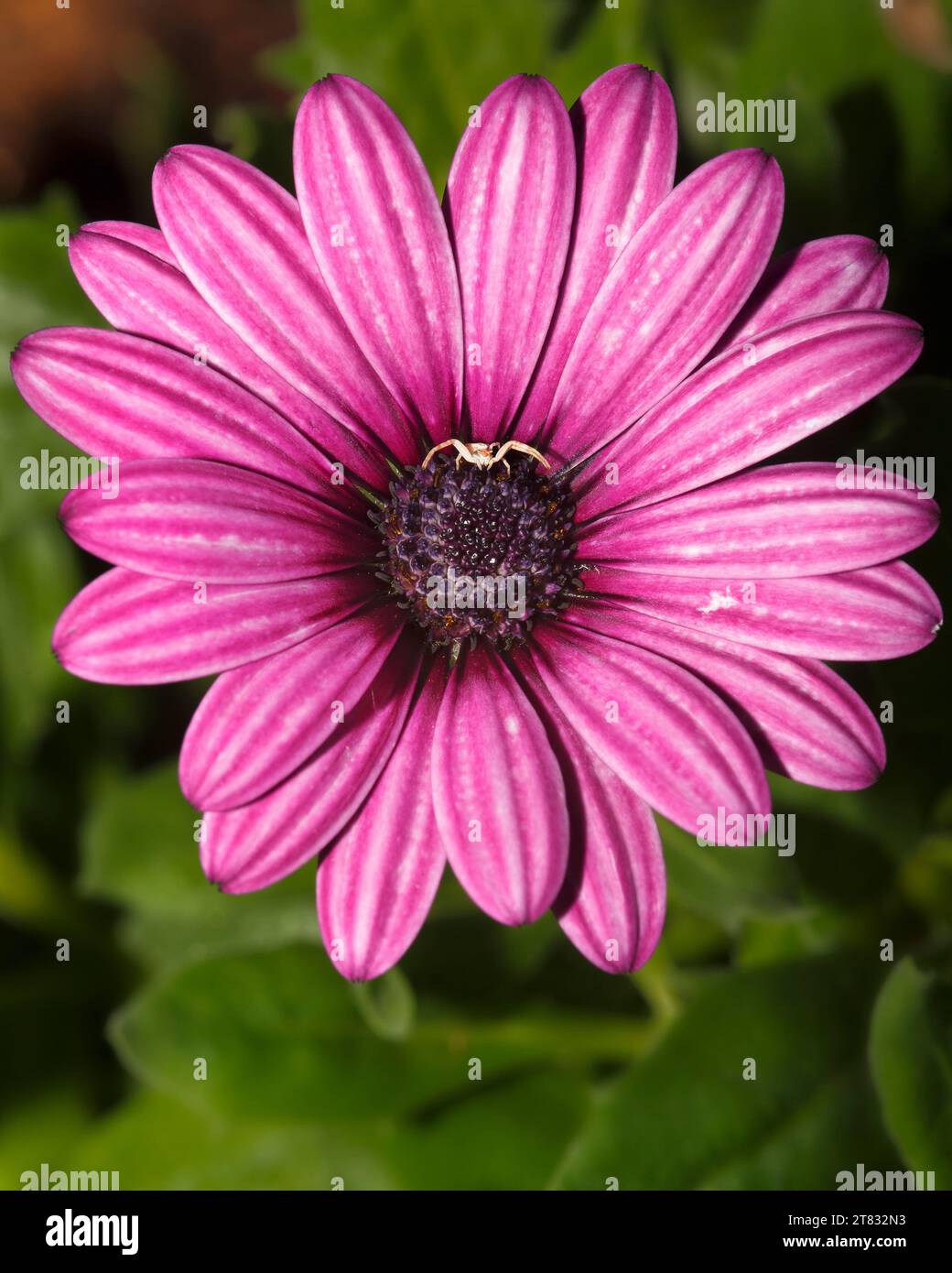 Une araignée de crabe blanc (Thomisus onustus) attend une proie sur une fleur rose d'ostéospermum dans un jardin méditerranéen Banque D'Images