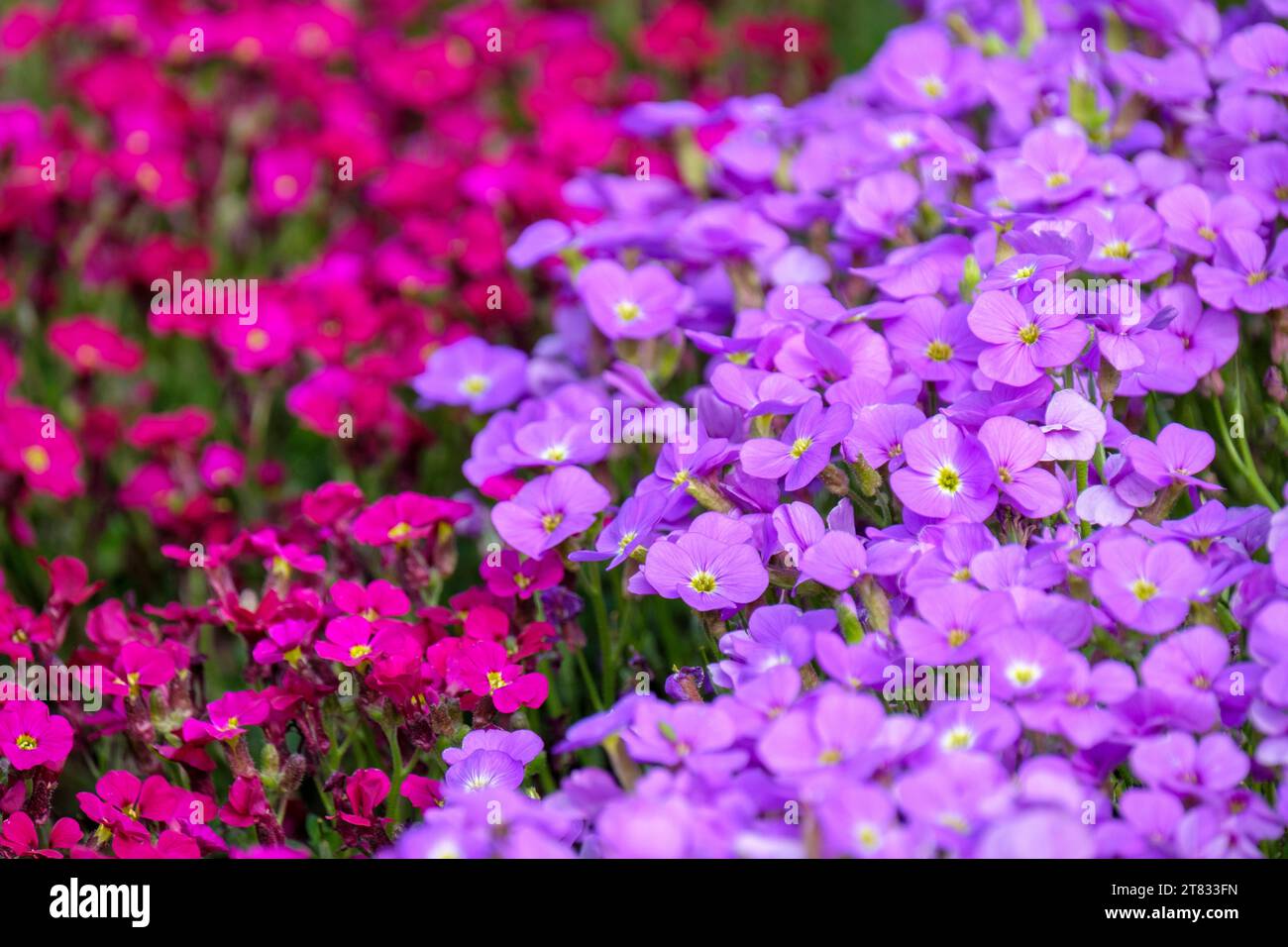 Aubrieta Axcent Bleu clair, série Axcent, Aubrietia accent Bourgogne, couleurs mixtes d'Aubrieta Banque D'Images