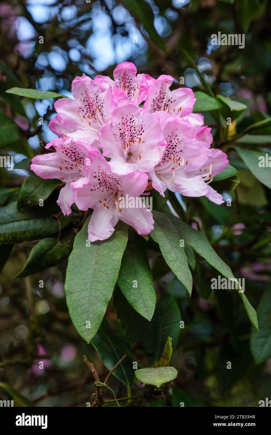 Rhododendron davidsonianum, rhododendron à feuilles concaves, fleurs roses avec une tache cramoisi Banque D'Images