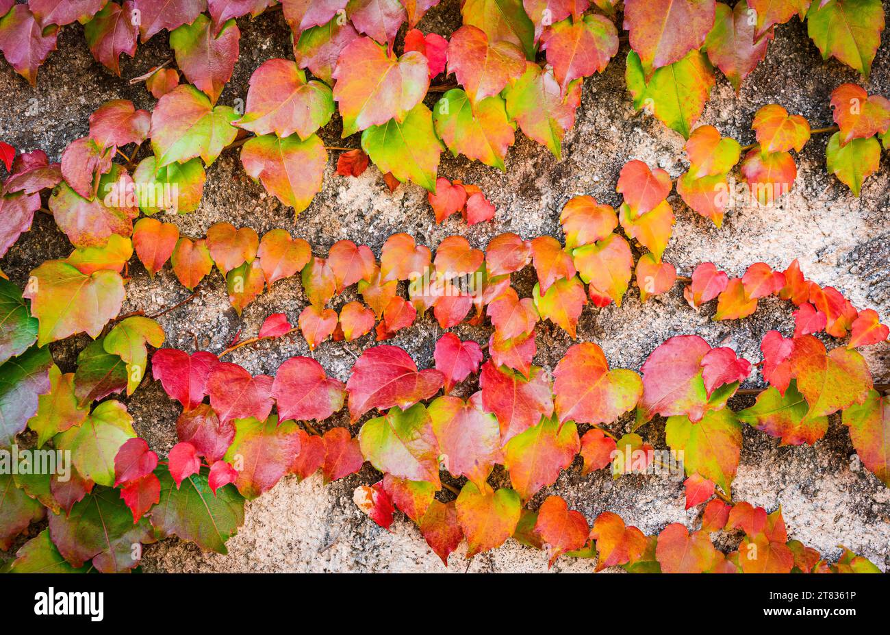 Mur recouvert de feuilles grimpantes en automne avec des tons rouges, verts et jaunes. Banque D'Images