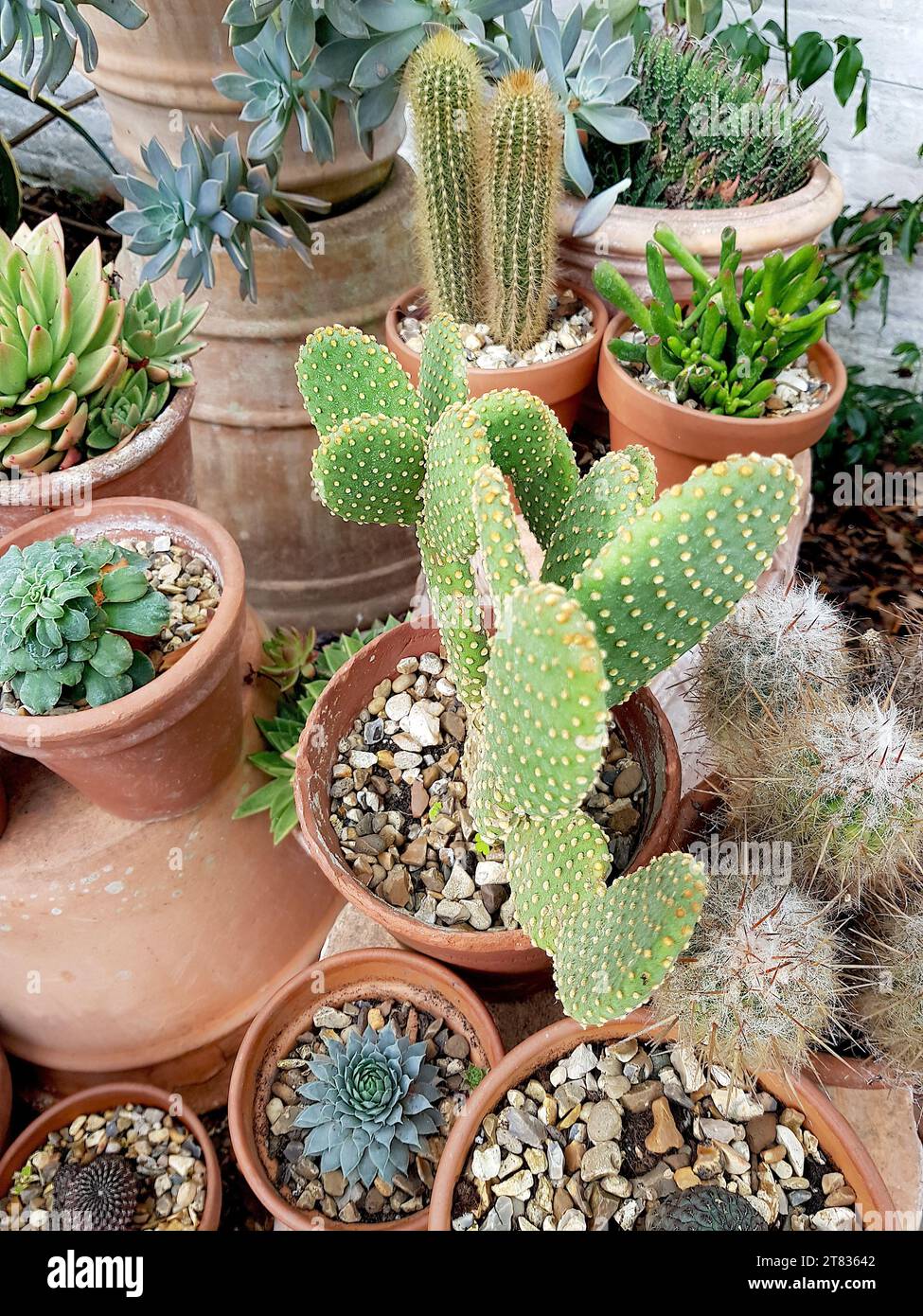 Gros plan d'une exposition de cactus dans des pots en terre cuite. Banque D'Images