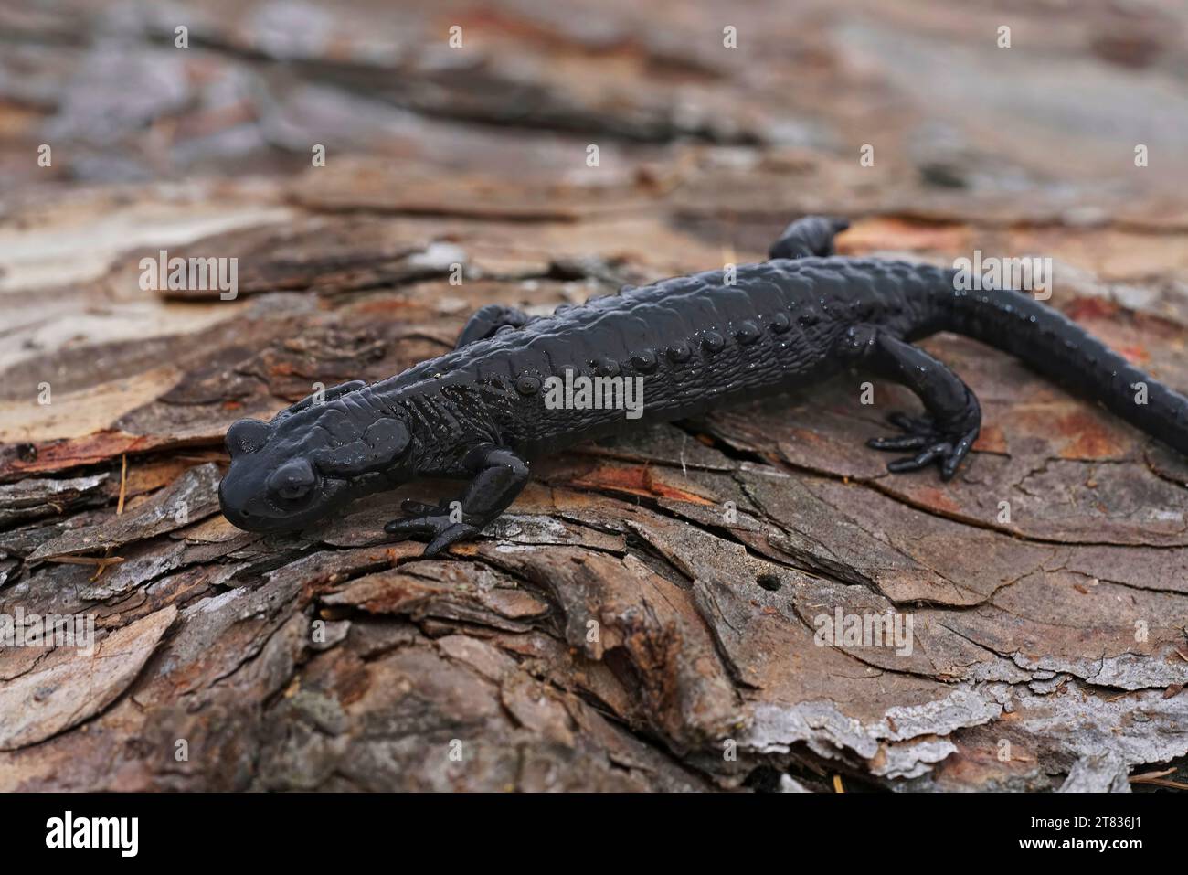 Gros plan naturel sur la salamandre alpine noir charbon, Salamandra atra dans les Alpes carinthiennes autrichiennes assis sur le bois Banque D'Images