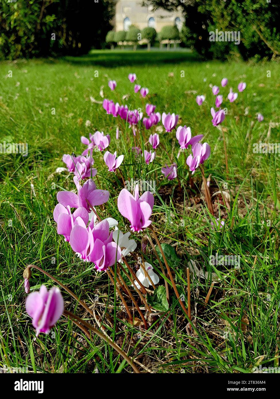 Gros plan de cyclamen rose poussant dans une pelouse dans le comté de Suffolk, en Grande-Bretagne. Banque D'Images