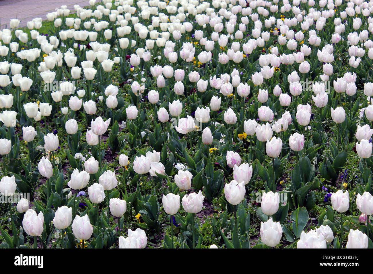 Champ de fleurs de tulipes blanches Banque D'Images