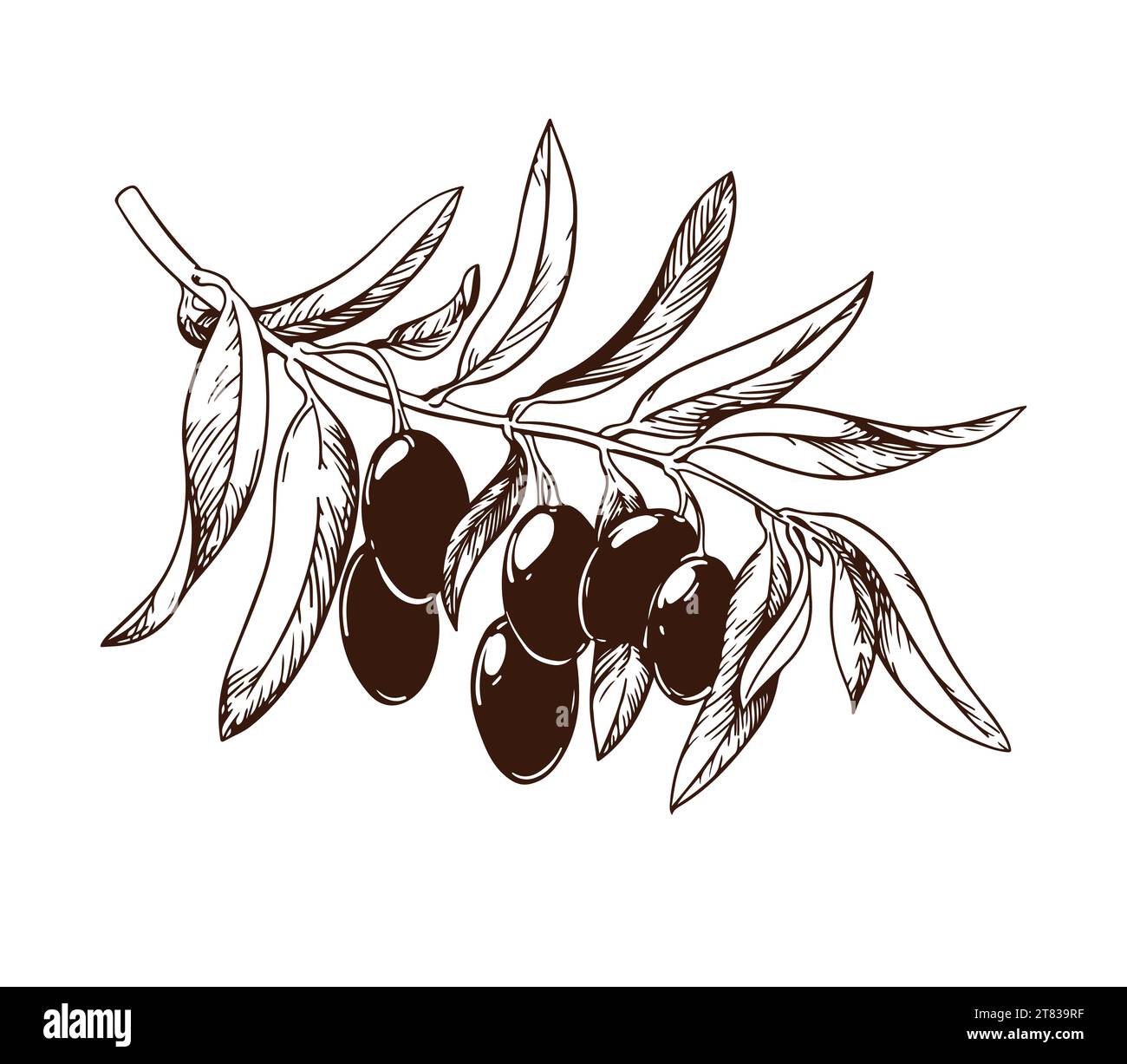 Branche d'olivier vintage vecteur isolé sur blanc. Illustrations dessinées à la main de branche avec des feuilles et des fruits mûrs dans le style de la gravure. Esquisse Illustration de Vecteur