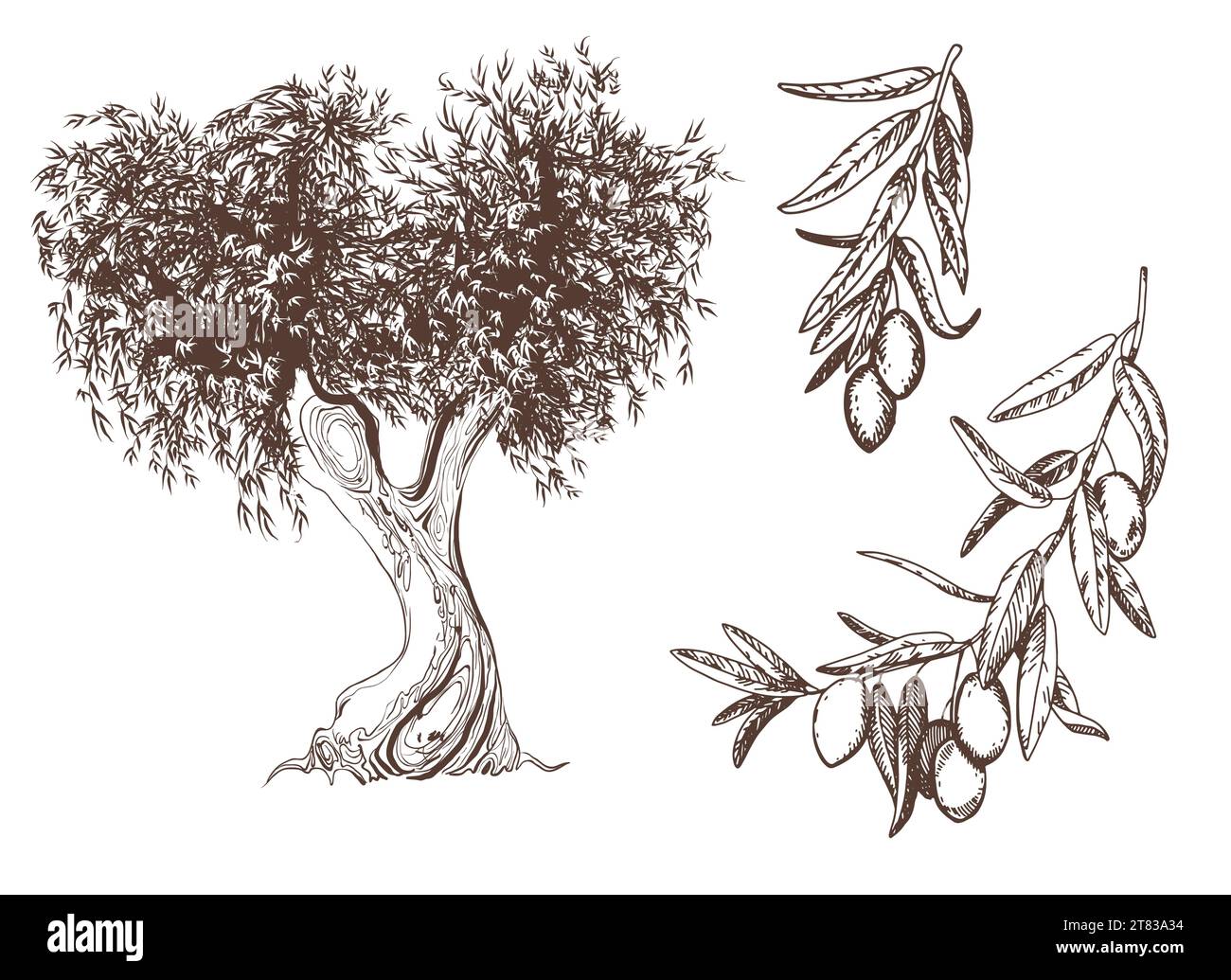 Vector vintage olive set isolé sur blanc. Illustrations dessinées à la main d'un arbre, branches avec des feuilles et des fruits dans le style d'une gravure. Symboles Illustration de Vecteur