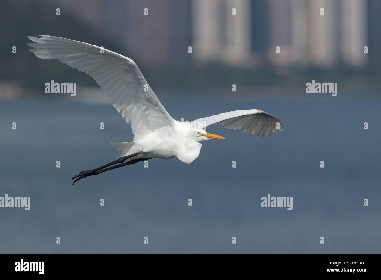 Grande aigrette (Ardea alba), oiseau seul en vol, port de Tolo, Hong Kong, Chine Banque D'Images