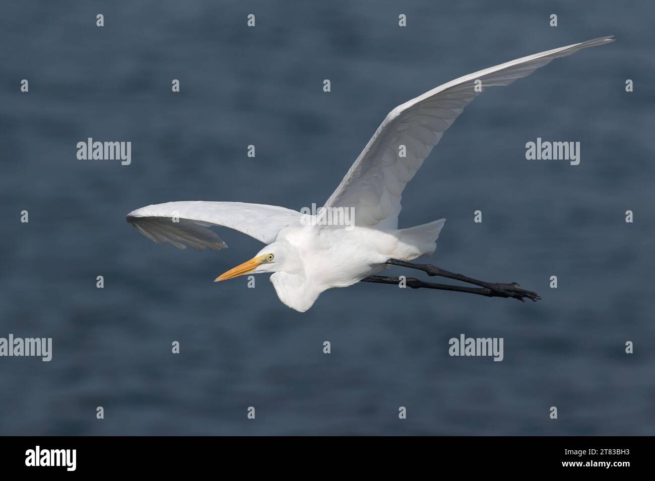 Grande aigrette (Ardea alba), oiseau seul en vol, port de Tolo, Hong Kong, Chine Banque D'Images