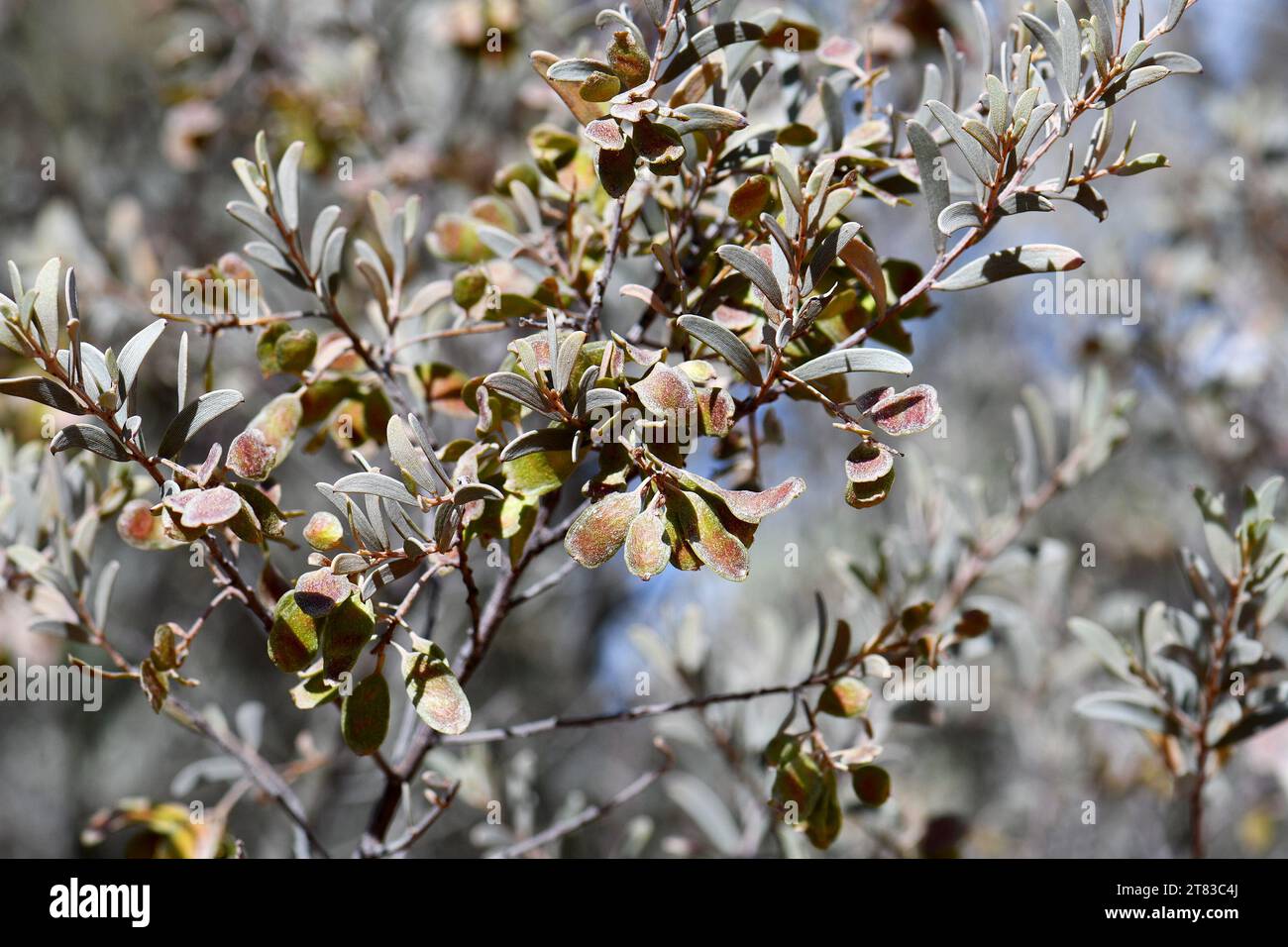 Gousses et phyllodes de graines de l'espèce australienne Desert Mulga Wattle Acacia minyura, famille des Fabaceae. Endémique aux sols sablonneux et aux dunes des terres arides Banque D'Images