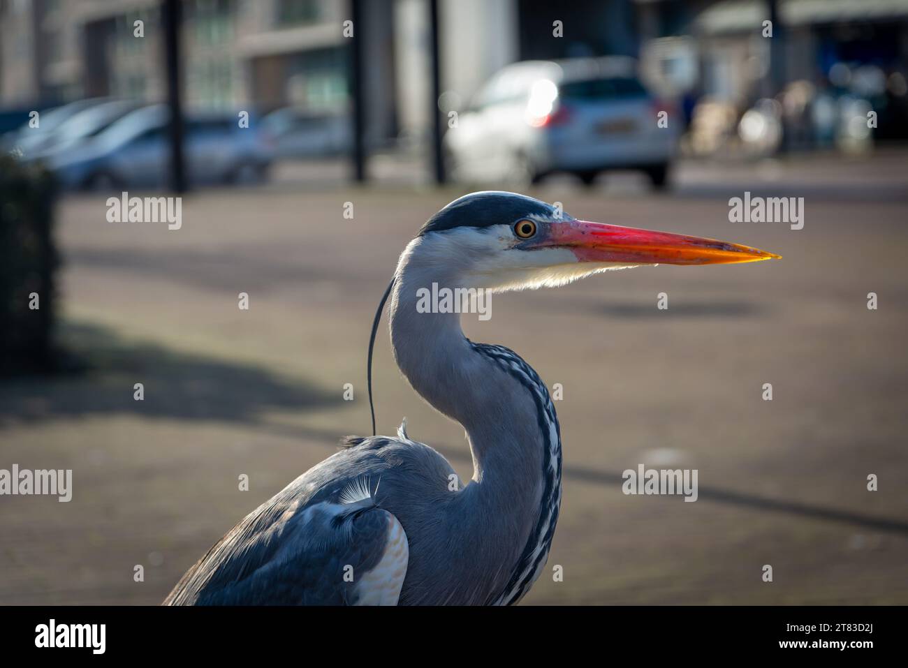 Héron gris à la recherche de nourriture dans la rue néerlandaise, la faune dans la ville Banque D'Images