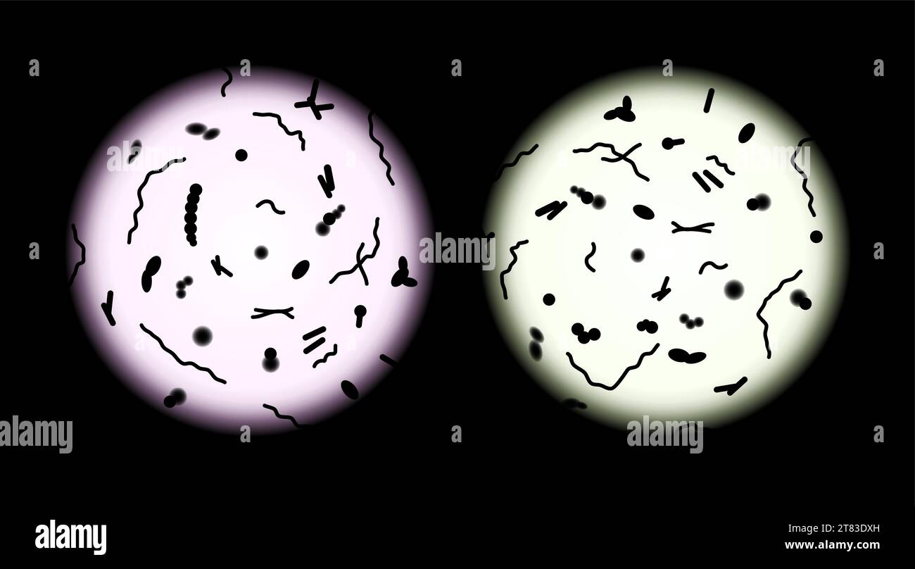 Cellule probiotique de vecteur de greffe de microscope de vue de microbiote humain. Illustration microscopique du microbiote. Illustration de Vecteur