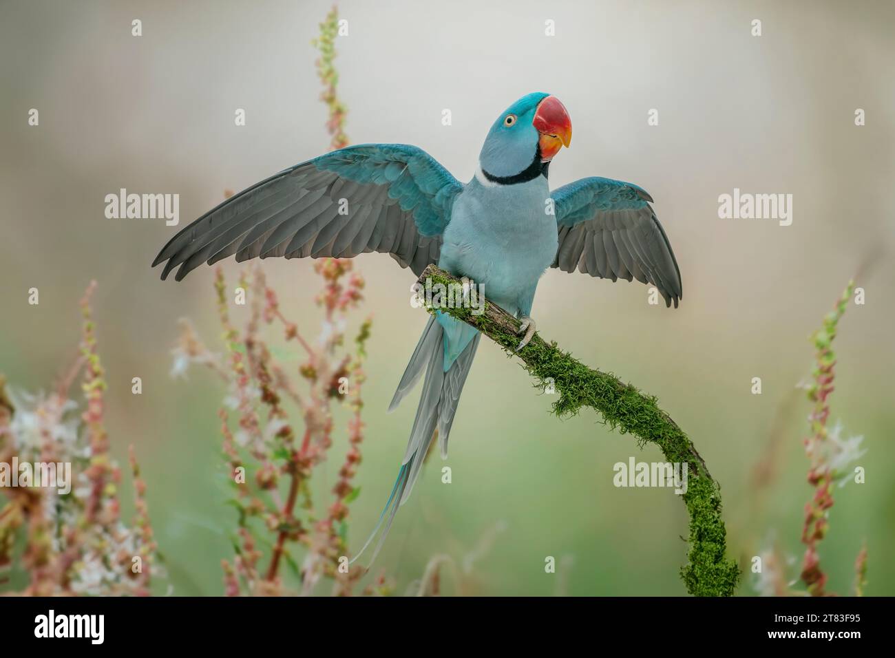 Perruque Alexandrine mâle, Psittacula eupatria, mutation bleue Banque D'Images