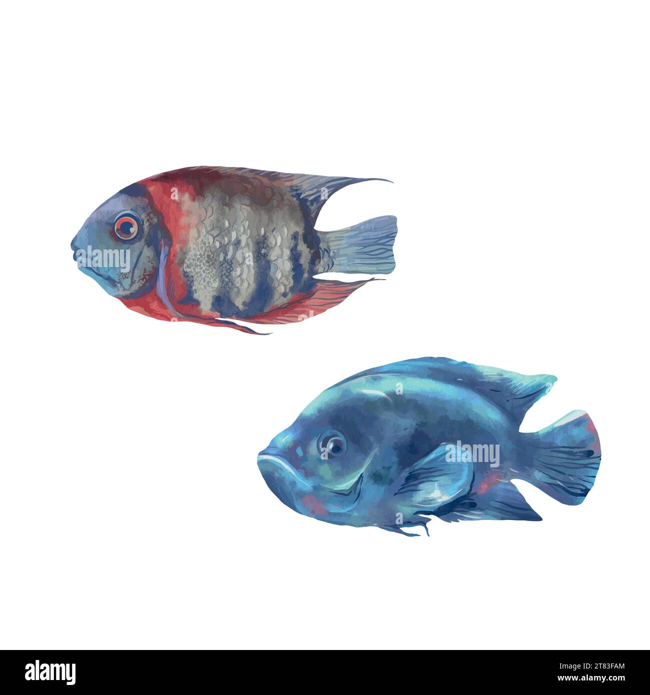 Deux poissons de mer. Vie marine. Illustration vectorielle dans le style aquarelle. Élément de design pour cartes de vœux, emballages alimentaires, couvertures, bannières thématiques et dépliants. Illustration de Vecteur
