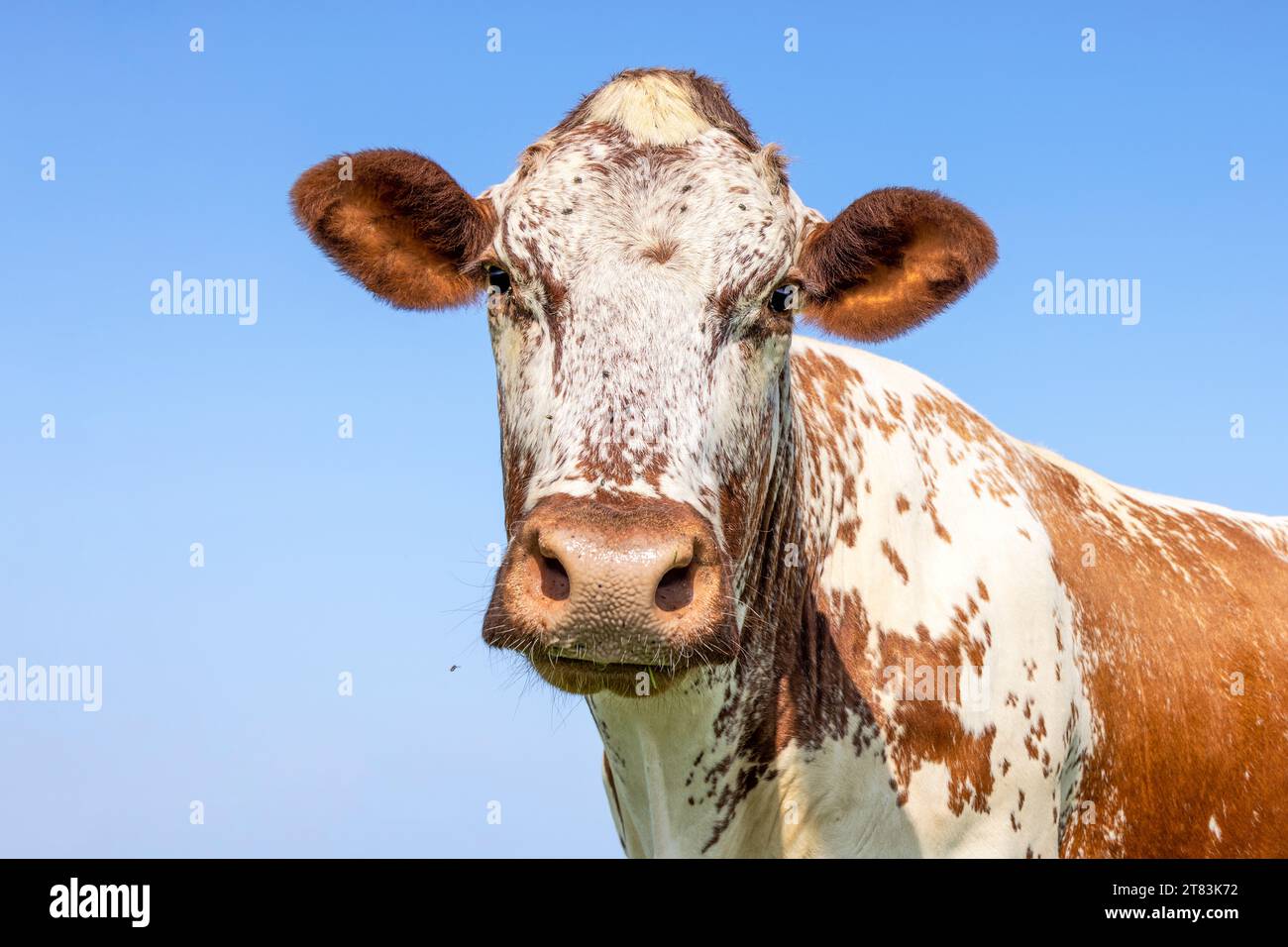 Tête de vache rouge, visage tacheté et tacheté, l'air calme et amical, un fond bleu Banque D'Images