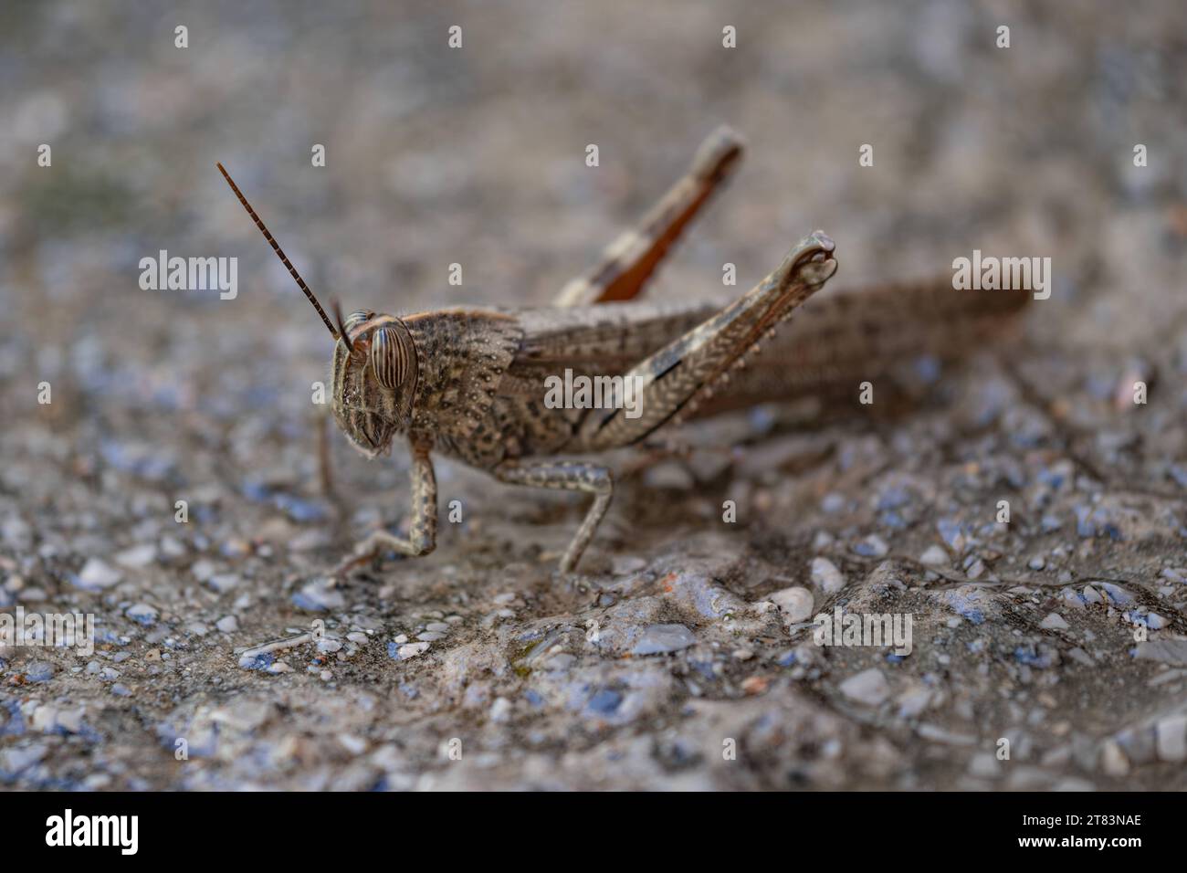 Heuschrecke dans Nea Artaki am 14. Novembre 2023. GRÈCE - ARTAKI - GRASSHOPPER crédit : Imago/Alamy Live News Banque D'Images