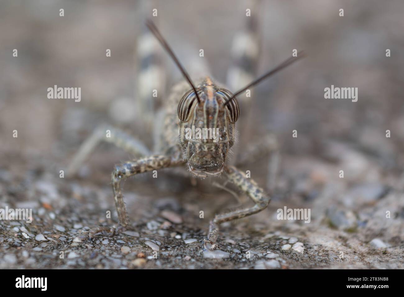 Heuschrecke dans Nea Artaki am 14. Novembre 2023. GRÈCE - ARTAKI - GRASSHOPPER crédit : Imago/Alamy Live News Banque D'Images