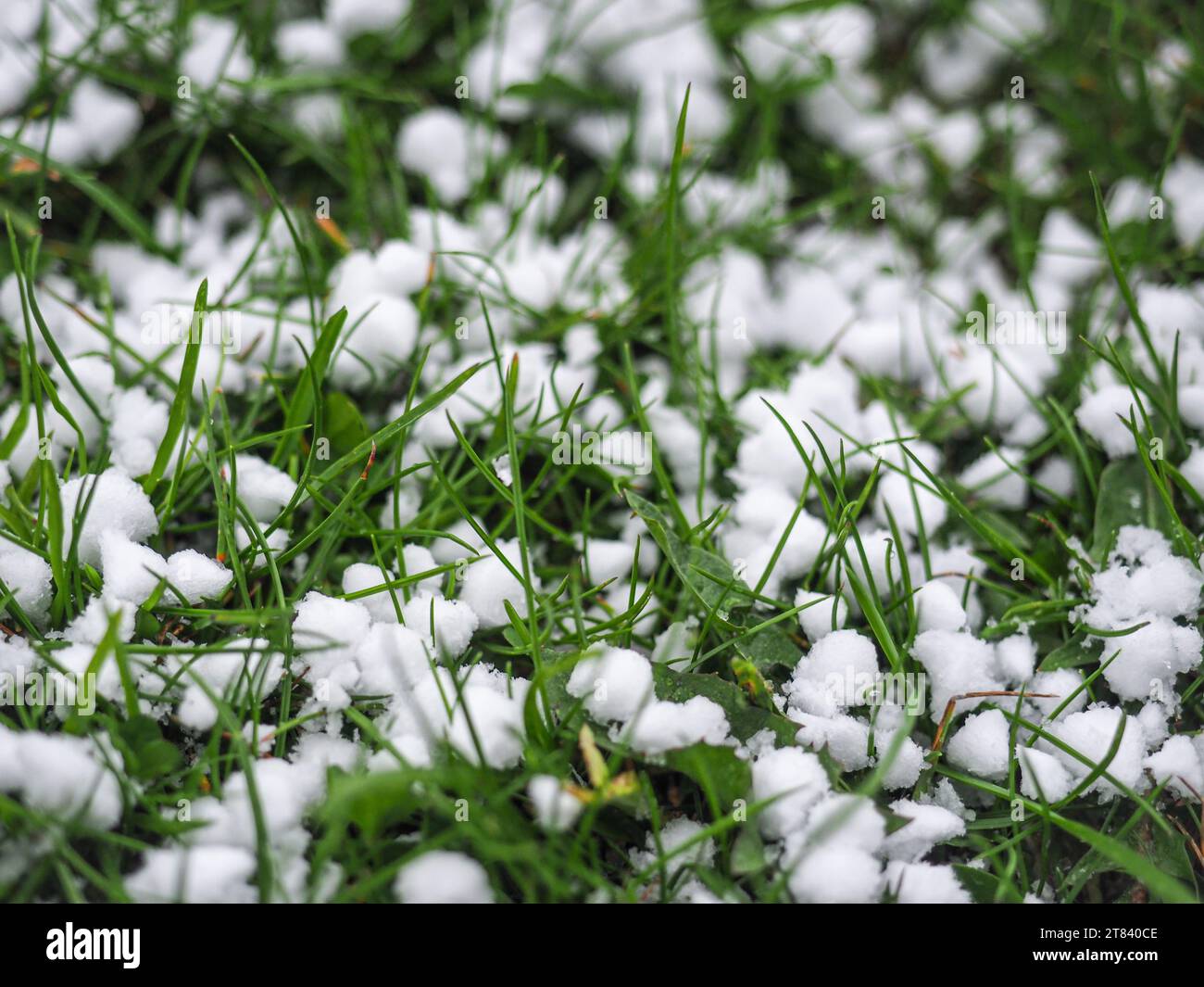 Petites boules blanches sur l'herbe. Snow Hail et Graupel en mai. Gros plan. Kaunas, Lituanie Banque D'Images