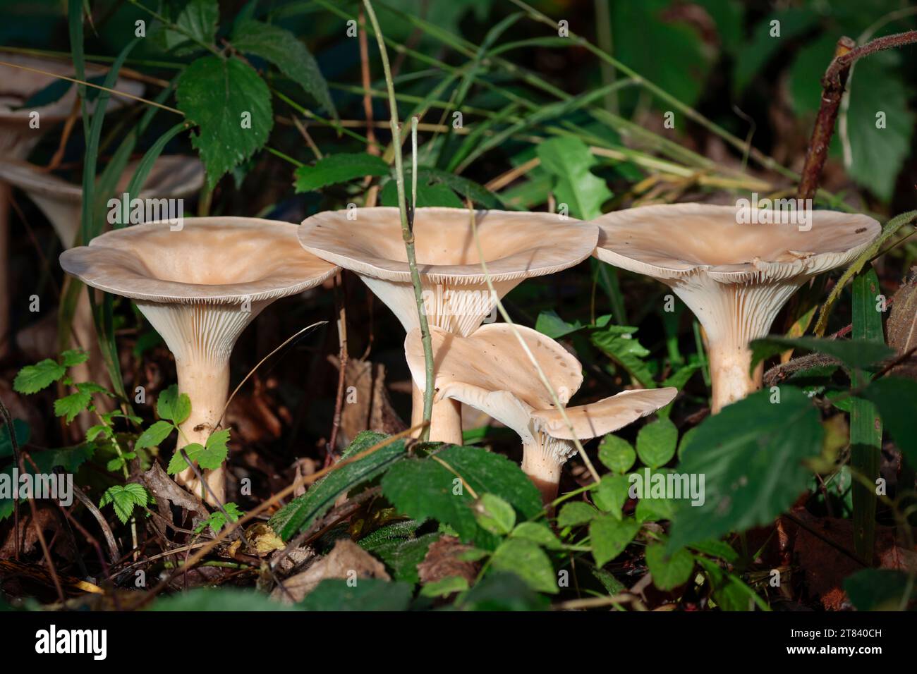 Champignons en entonnoir communs Clitocybe gibba, dépression de la coiffe crème foncée dans les branchies de crème effilées au centre du bord de la coiffe sur la tige brun crémeux dans les bois Banque D'Images