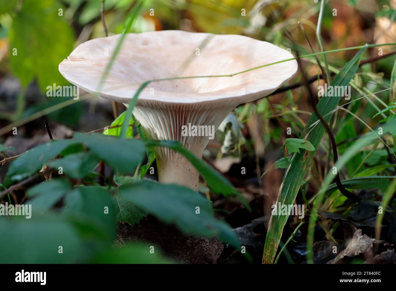 Champignon en entonnoir commun Clitocybe gibba, dépression de la coiffe crème foncée dans les branchies de crème effilées au centre du bord de la coiffe sur la tige brun crémeux dans les bois Banque D'Images