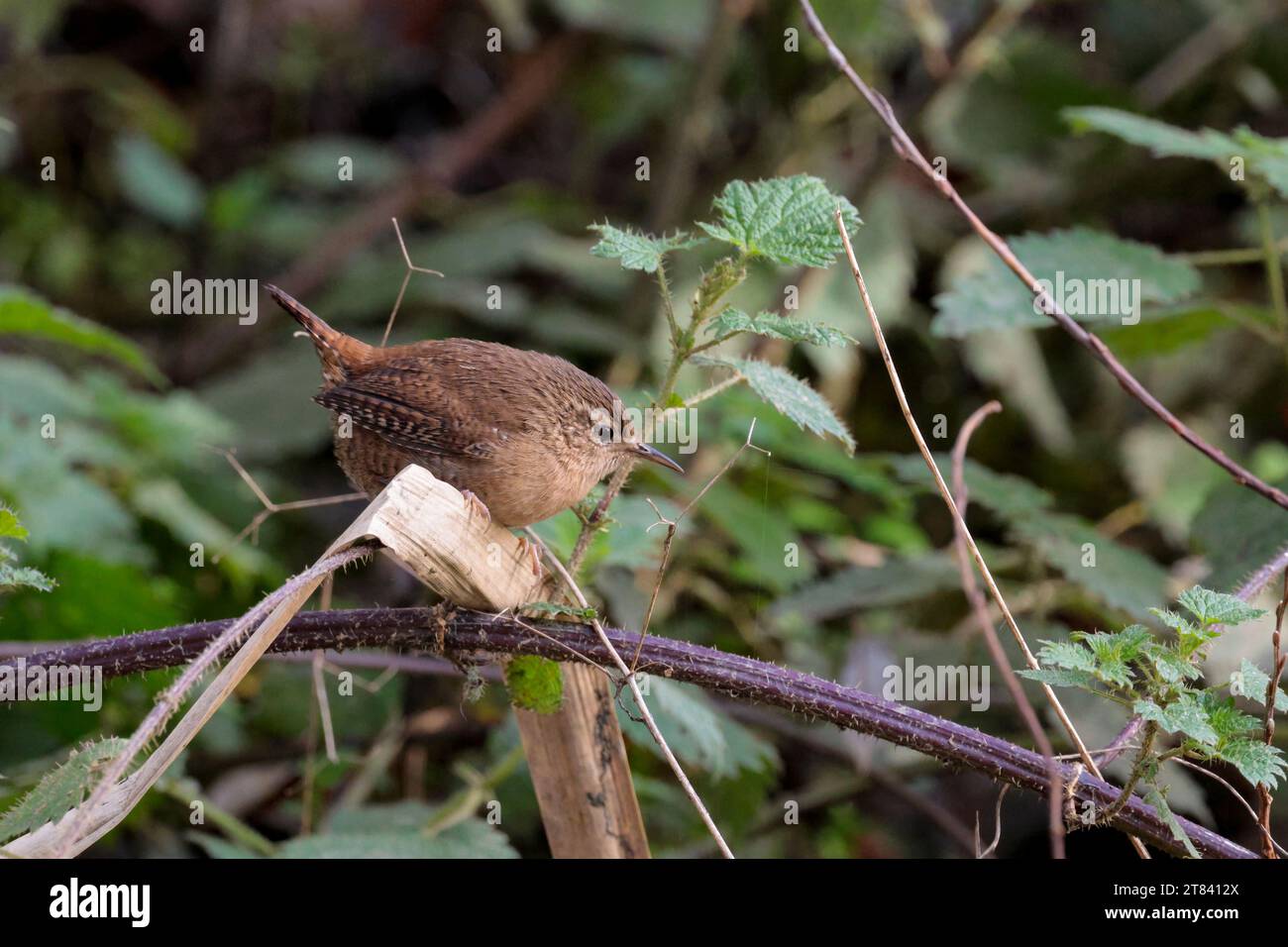 Wren troglodytes x2, petit oiseau brun court souvent armé queue bec fin barrant sur les ailes de la queue et flancs pattes roses perchées sur les ronces plus pâles dessous Banque D'Images