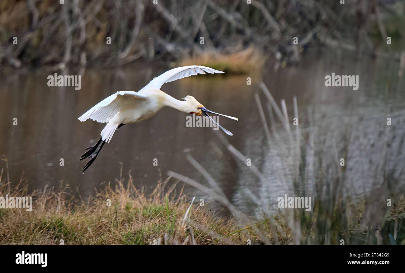 Oiseau commun à spatule dans son habitat naturel du parc national de Doñana, Andalousie, Espagne Banque D'Images