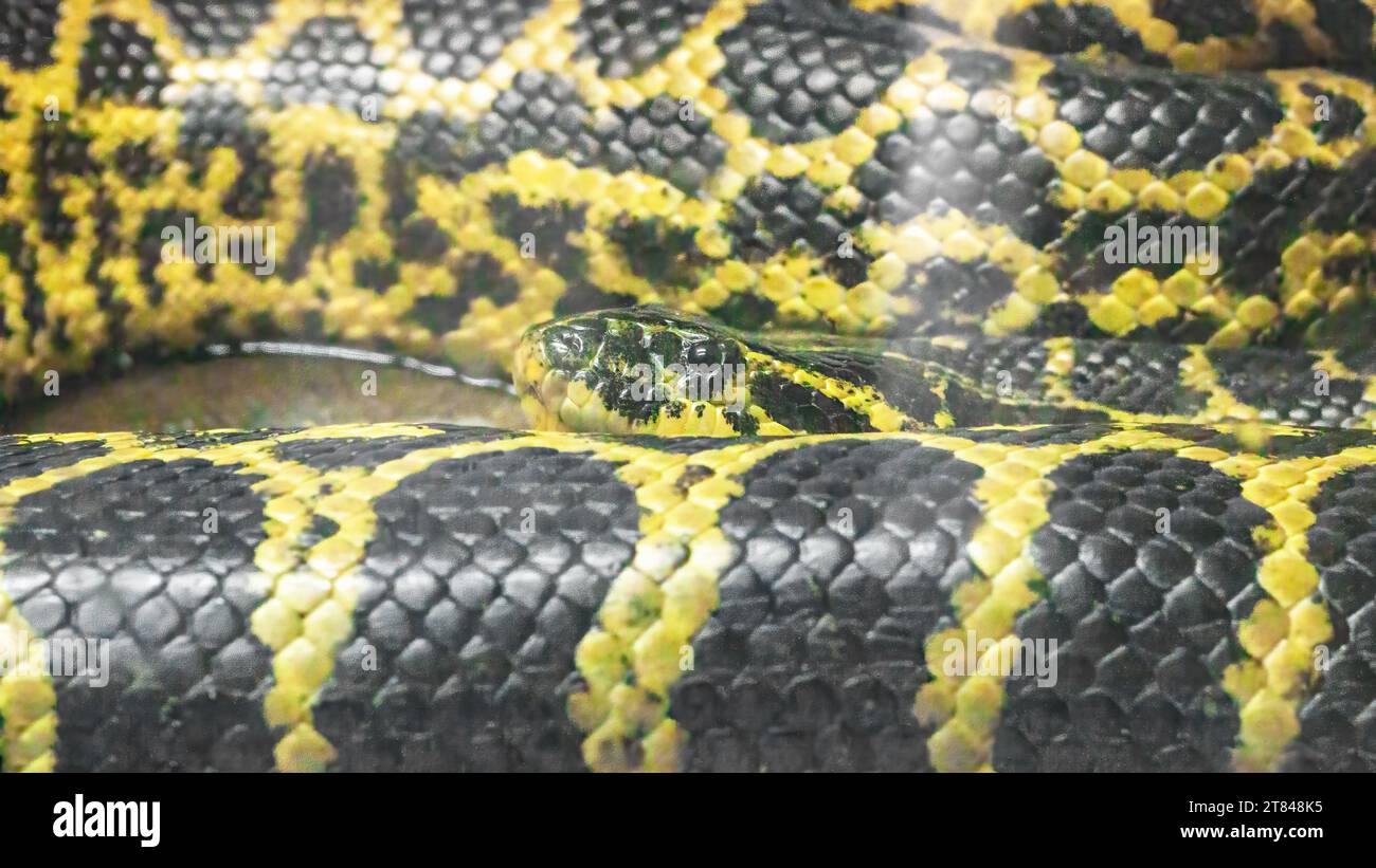 Anaconda paraguayen noir et jaune, Eunectes notaeus, se reposant en gros plan dans un terrarium. Gros prédateur serpent dans la nature. Banque D'Images