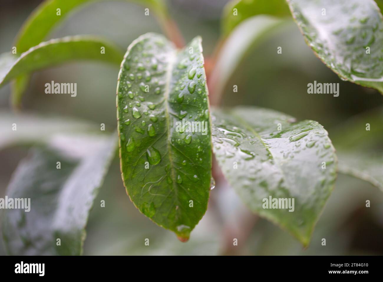 Prévisions de pluie / Météo ou couverture naturelle et arrière-plans - Macro gros plan des gouttes de pluie sur les feuilles d'arbustes brillantes avec flou d'arrière-plan. Banque D'Images