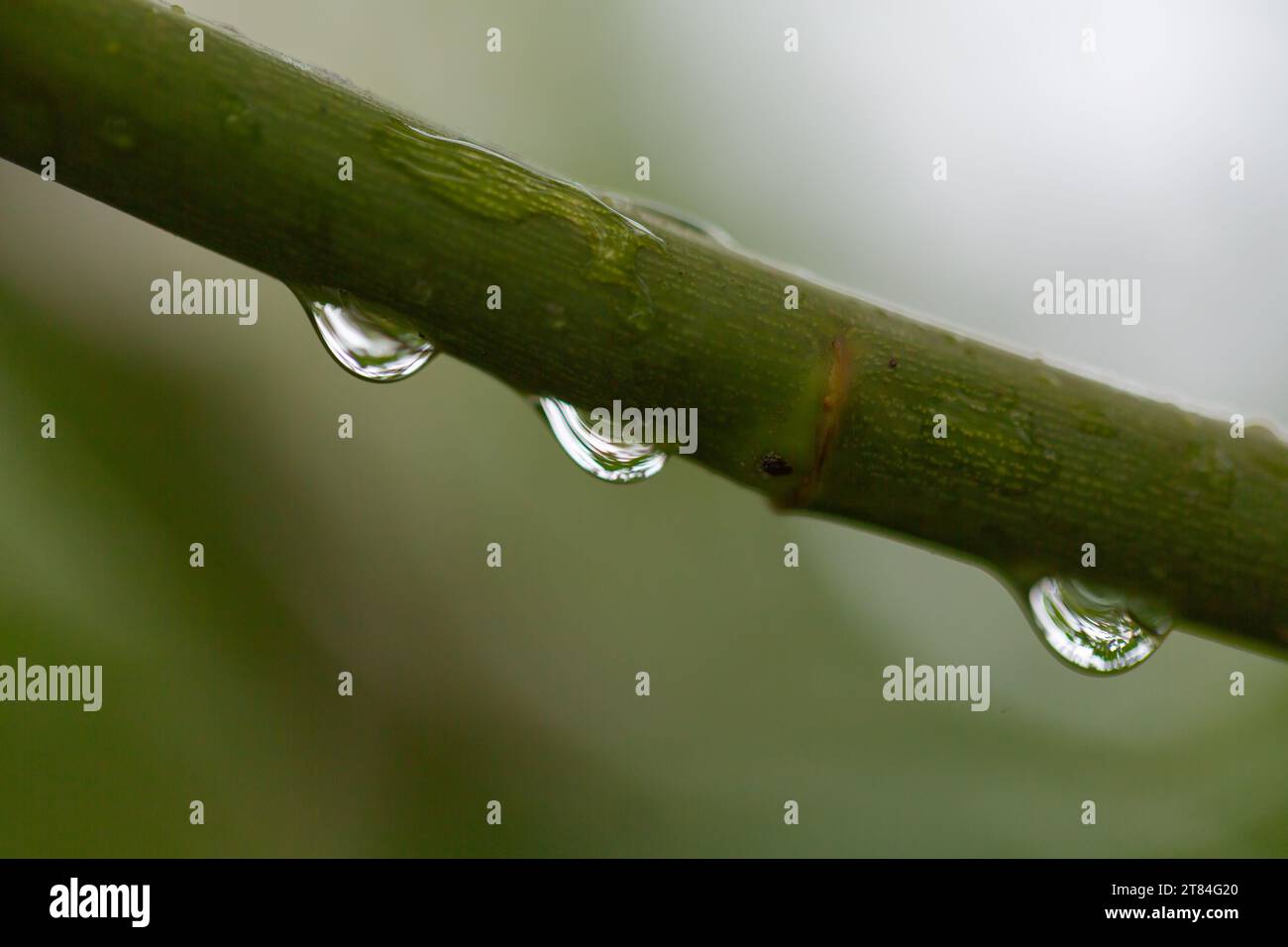 Prévisions de pluie / Météo ou couverture naturelle et arrière-plans - Macro gros plan d'une ligne de gouttes de pluie suspendues à une branche d'arbre avec flou d'arrière-plan. Banque D'Images