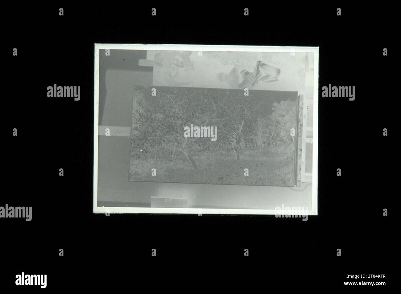 Johann Victor Krämer reproduction de la peinture 'arbres fruitiers en fleurs'. Fort autour de 1900 Banque D'Images