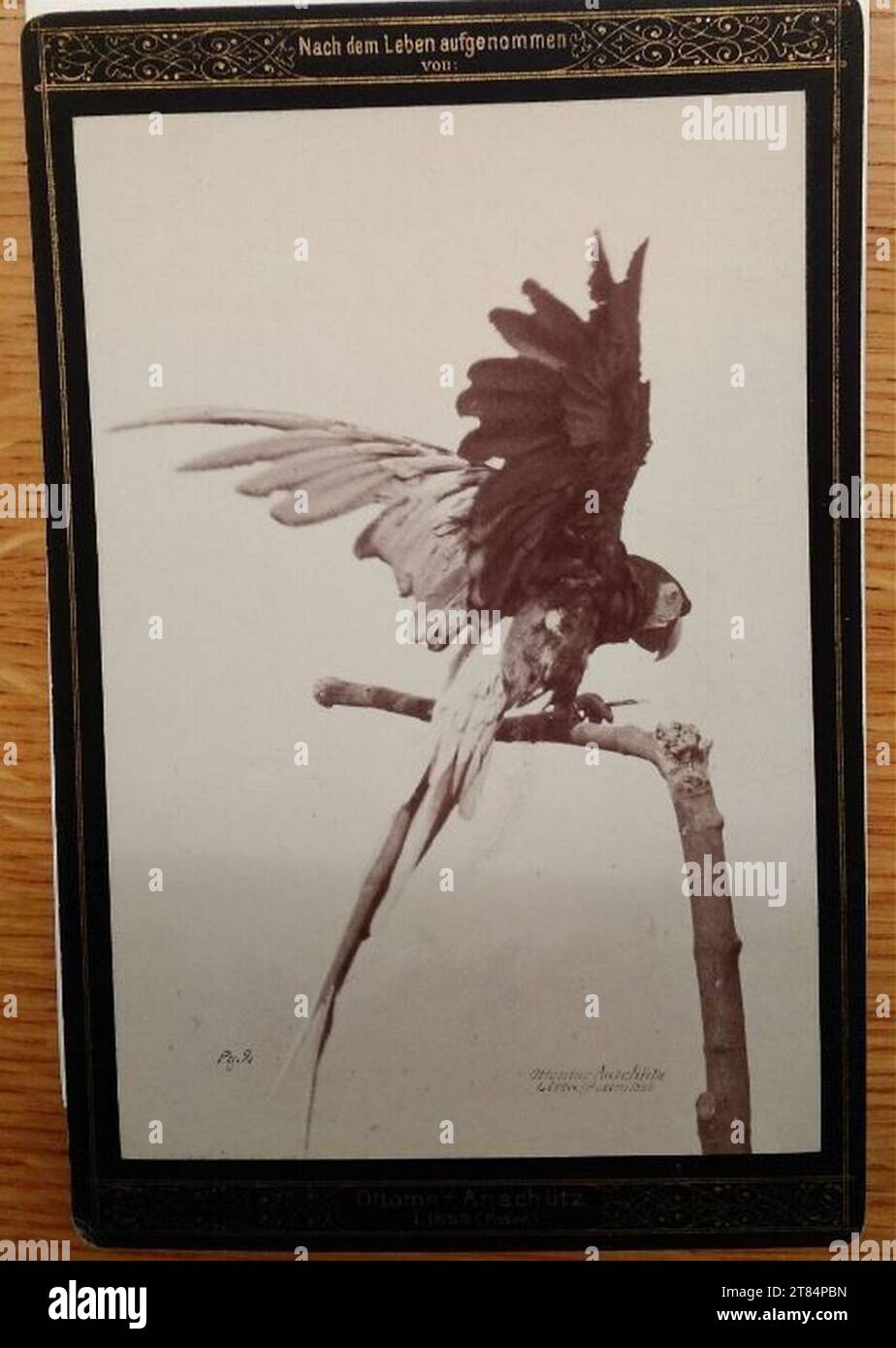Ottomar Anschütz perroquet. Papier albumine, sur la boîte 1889, 1889 Banque D'Images