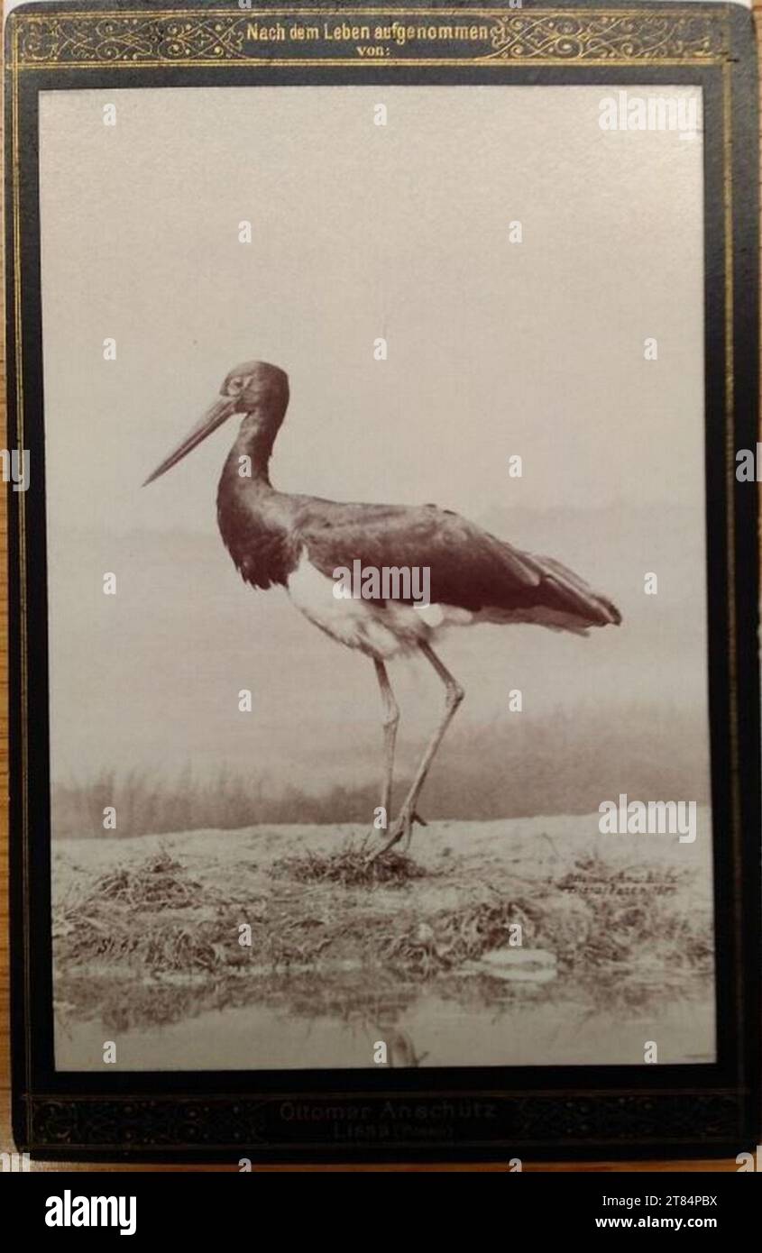 Ottomar Anschütz Storch. Papier albumine, sur la boîte 1889, 1889 Banque D'Images