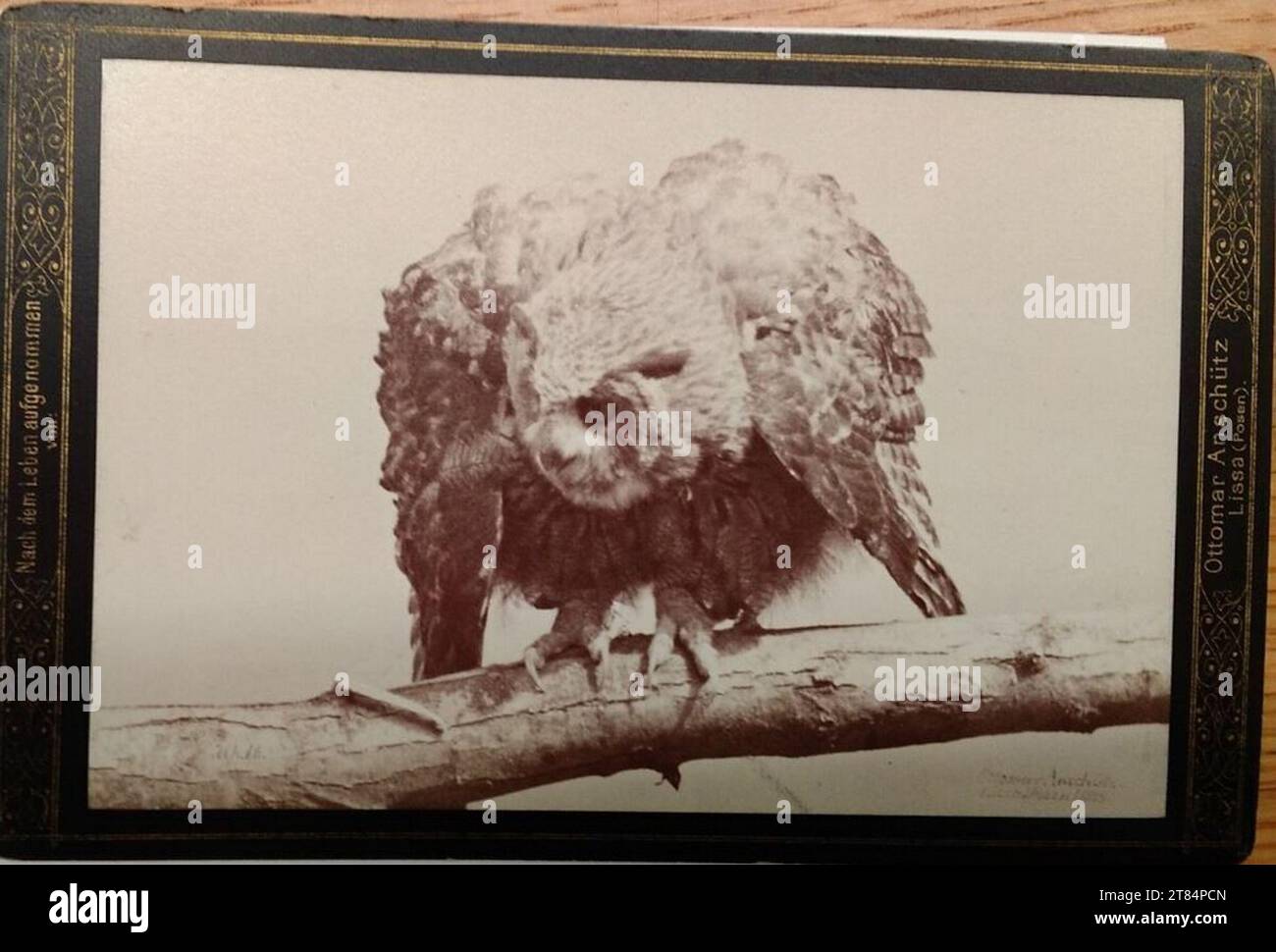 Ottomar Anschütz Ear. Papier albumine, sur la boîte 1889, 1889 Banque D'Images