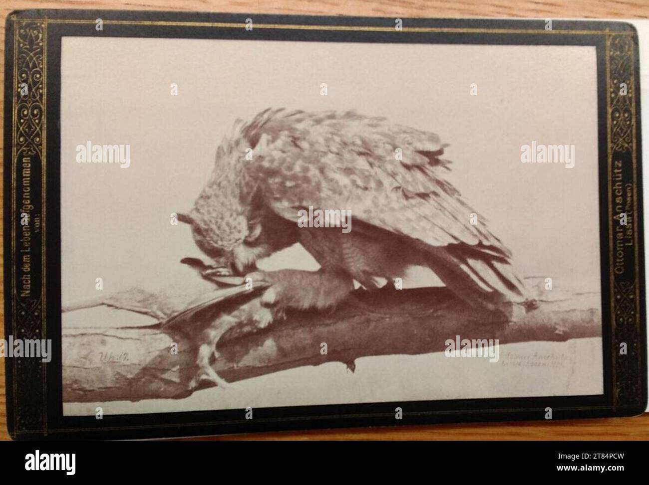 Ottomar Anschütz Ear. Papier albumine, sur la boîte 1889, 1889 Banque D'Images