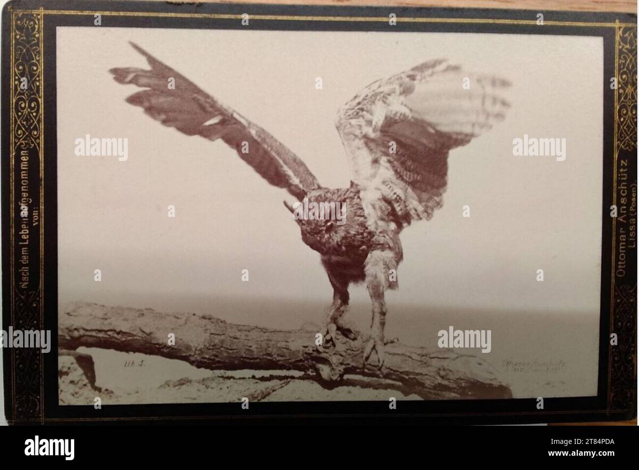 Ottomar Anschütz Ear. Papier albumine, sur la boîte 1889, 1889 Banque D'Images