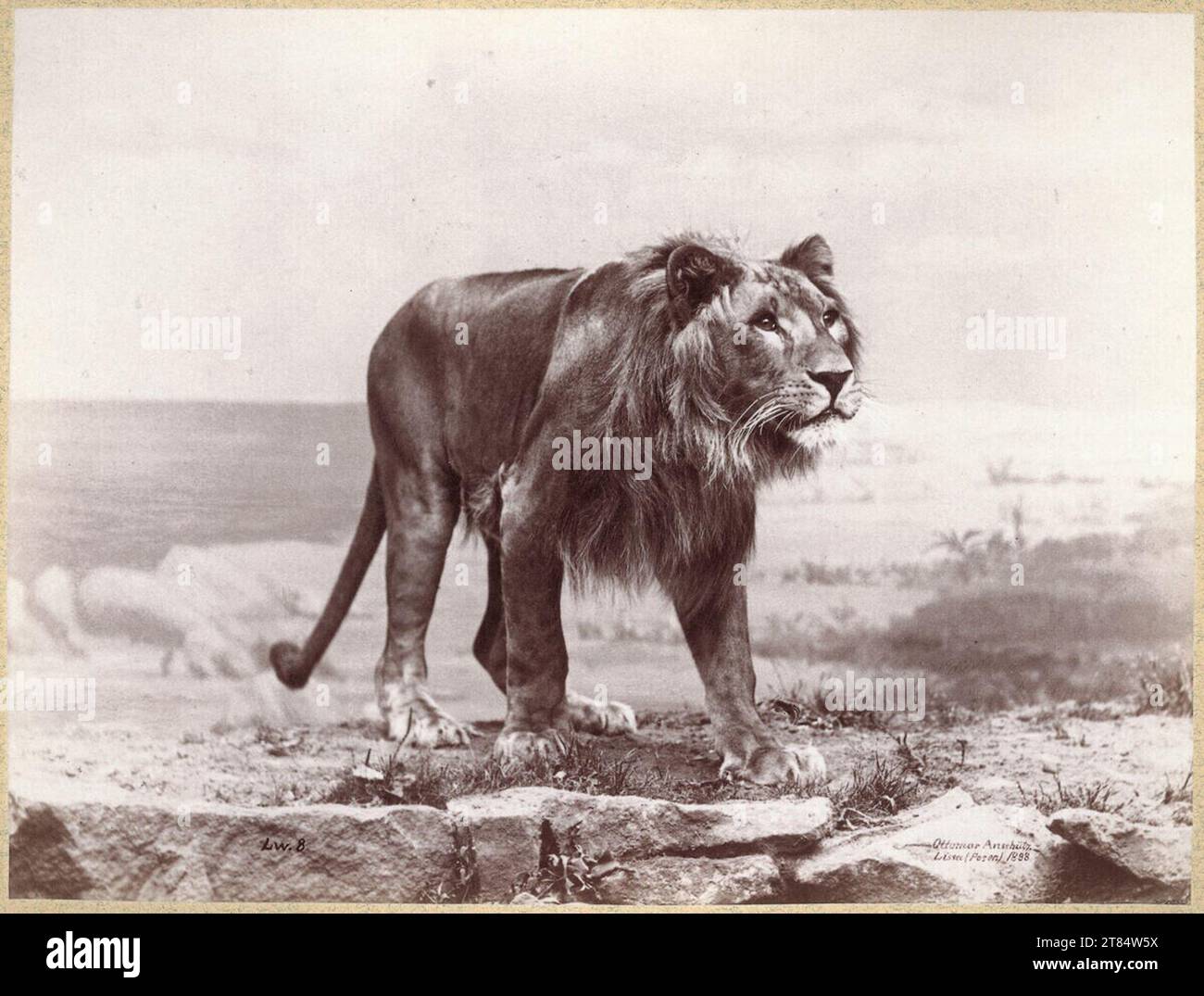 Ottomar Anschütz Lion. Papier albumine, sur la boîte 1888, 1888 Banque D'Images