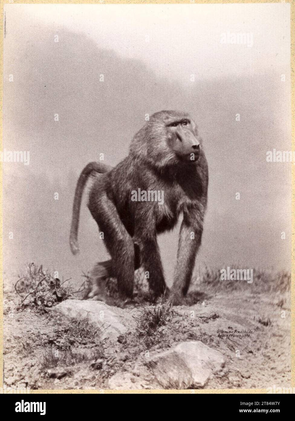 Ottomar Anschütz Pavian. Papier albumine, sur la boîte 1889, 1889 Banque D'Images