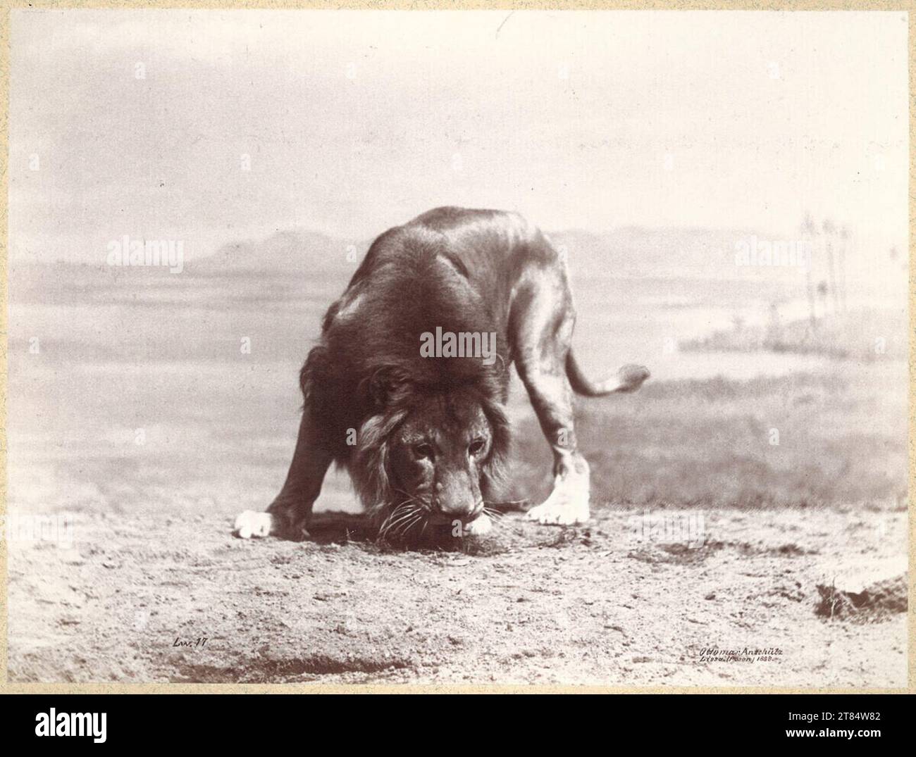 Ottomar Anschütz Lion. Papier albumine, sur la boîte 1888, 1888 Banque D'Images