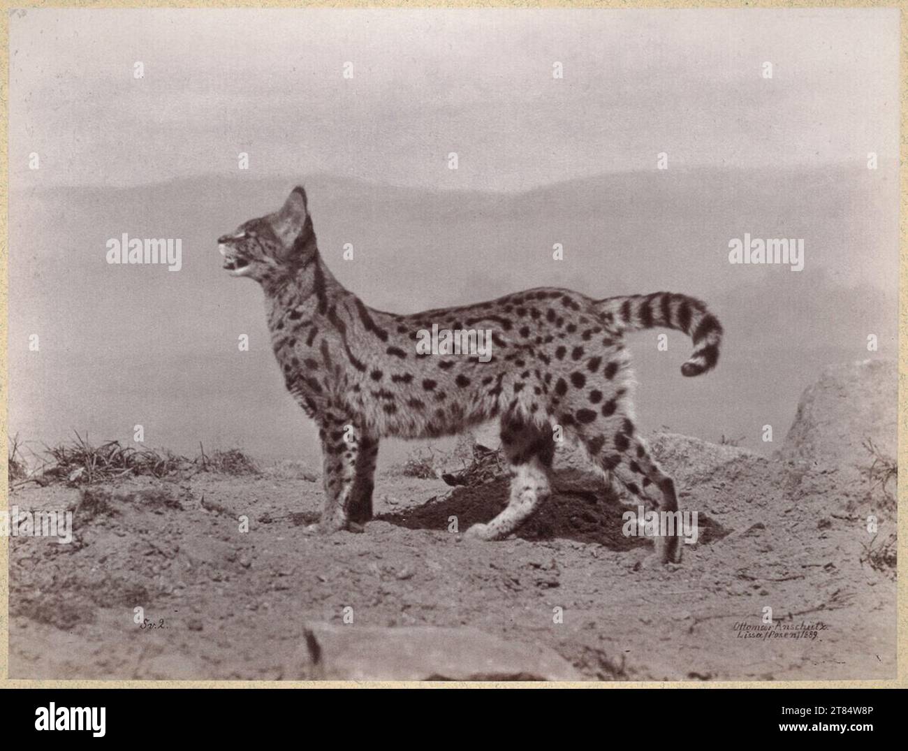 Ottomar Anschütz le serval. Papier albumine, sur la boîte 1889, 1889 Banque D'Images