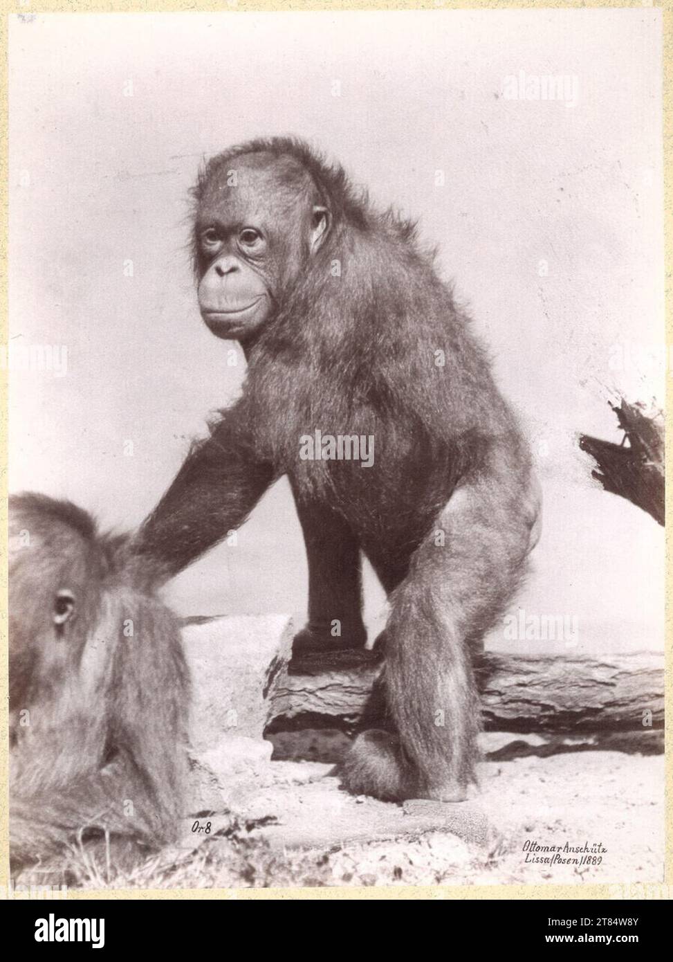 Ottomar Anschütz deux orangs-outans. Papier albumine, sur la boîte 1889, 1889 Banque D'Images