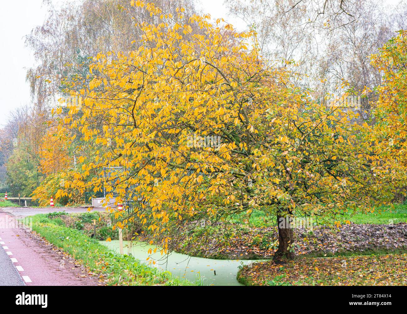 Cerisier avec des couleurs de feuilles d'automne Banque D'Images