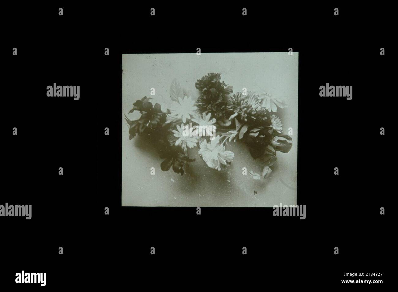 Léon Vidal Fleur nature morte. Verre diapositive, couche sautée (fissures) après 1892 Banque D'Images