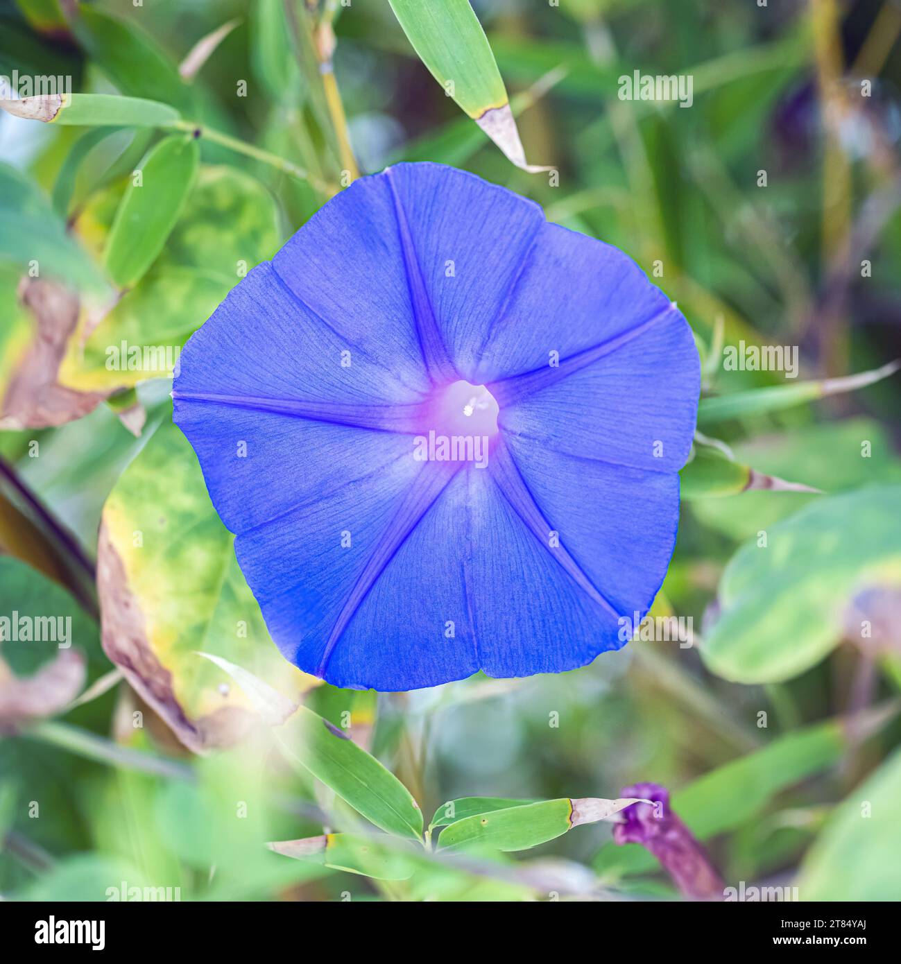 pétunia violet photographié à Alentejo, Portugal en septembre Banque D'Images