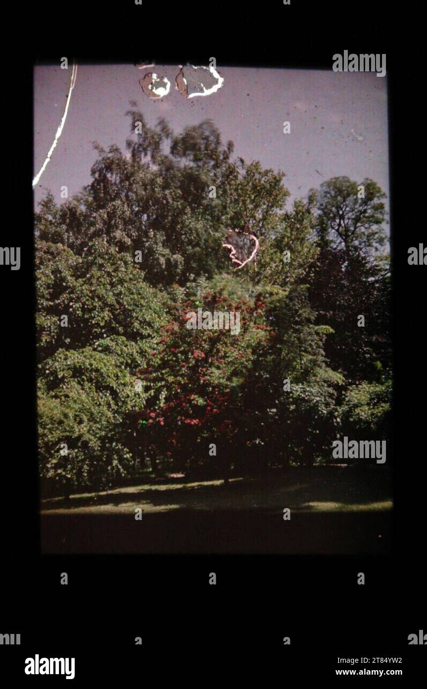 Alexander Engel Edler von Janosi Park paysage. Autochrome, endommagé ! Shifders, verre cassé, fissures, collage latéral dissout Mai 1915, 1915-05 Banque D'Images