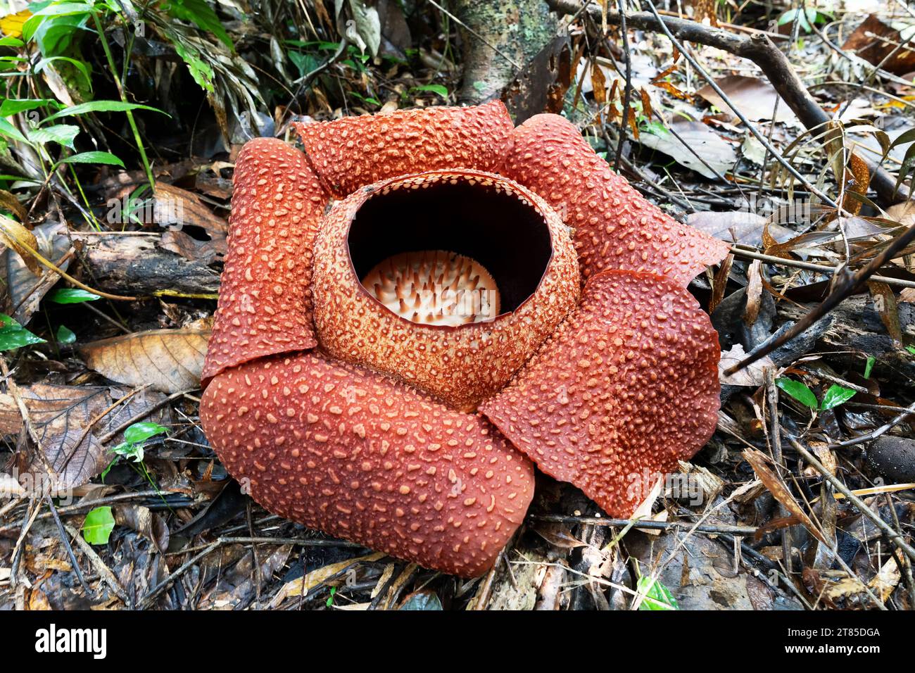 Gros plan de fleur géante tropicale Rafflesia keithii aussi connu comme fleur de cadavre Banque D'Images