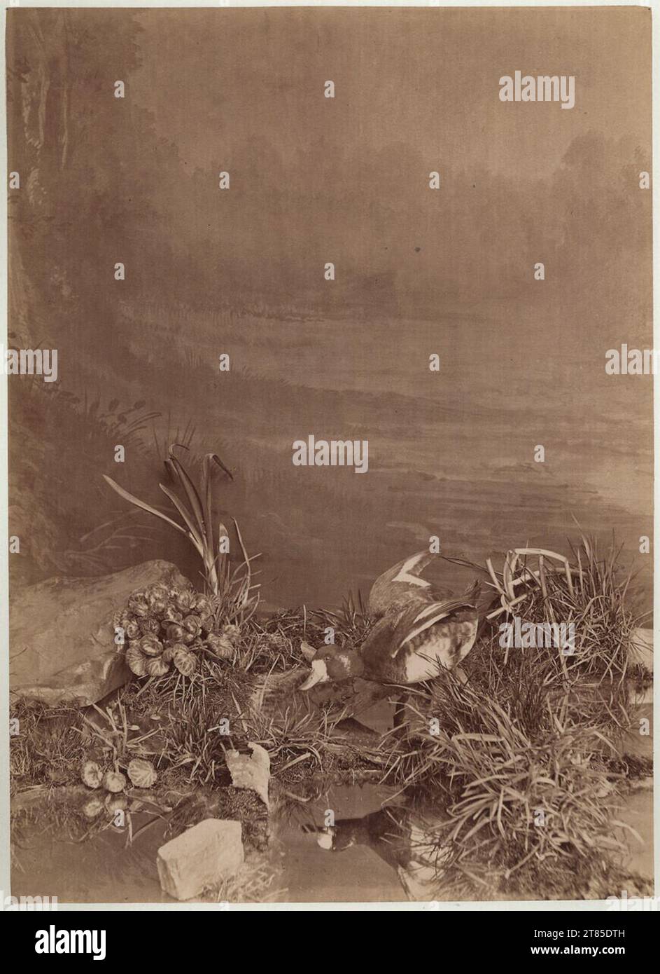 Heinrich (Jindrich) Eckert (Jindrich) Canard avec des ailes à moitié écartées sur l'eau. Papier albumine, sur papier composition 1876-1886, 1876/1886 Banque D'Images