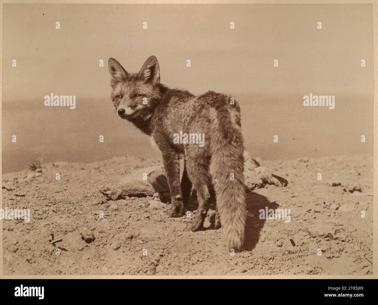 Ottomar Anschütz Fuchs. Papier albumine, sur la boîte 1886, 1886 Banque D'Images