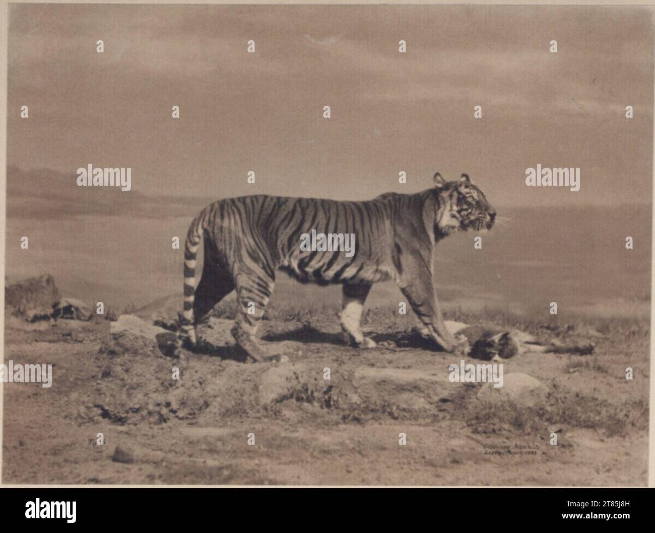 Ottomar Anschütz Tiger. Platinotype, sur deux ordres (carton) 1888, 1888 Banque D'Images